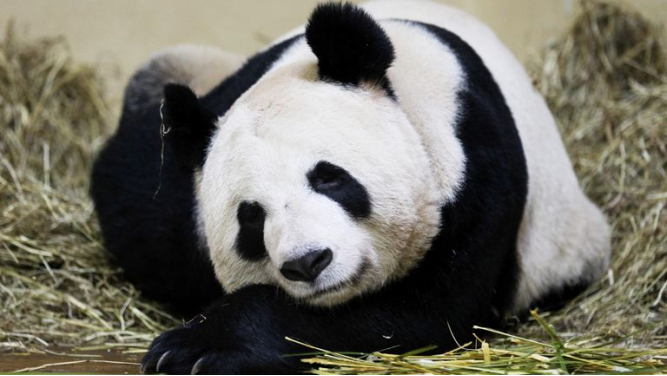 英媒：英国唯一一对熊猫“阳光”和“甜甜”启程回国