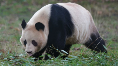 视频 | 英媒：英国唯一一对熊猫“阳光”和“甜甜”启程回国