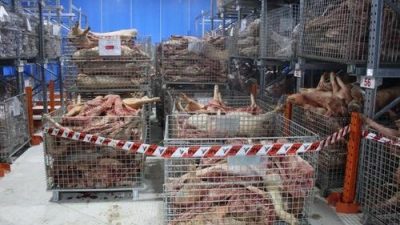 从巴西非法引入冷冻猪  霹销毁2.5万公斤非洲猪瘟猪肉