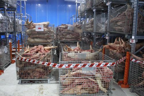 补照片／从巴西非法引入冷冻猪 霹销毁2.5万公斤非洲猪瘟猪肉