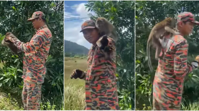视频 | 消防员放生 猴子赖着不走 网喊：“它想跟你回家”