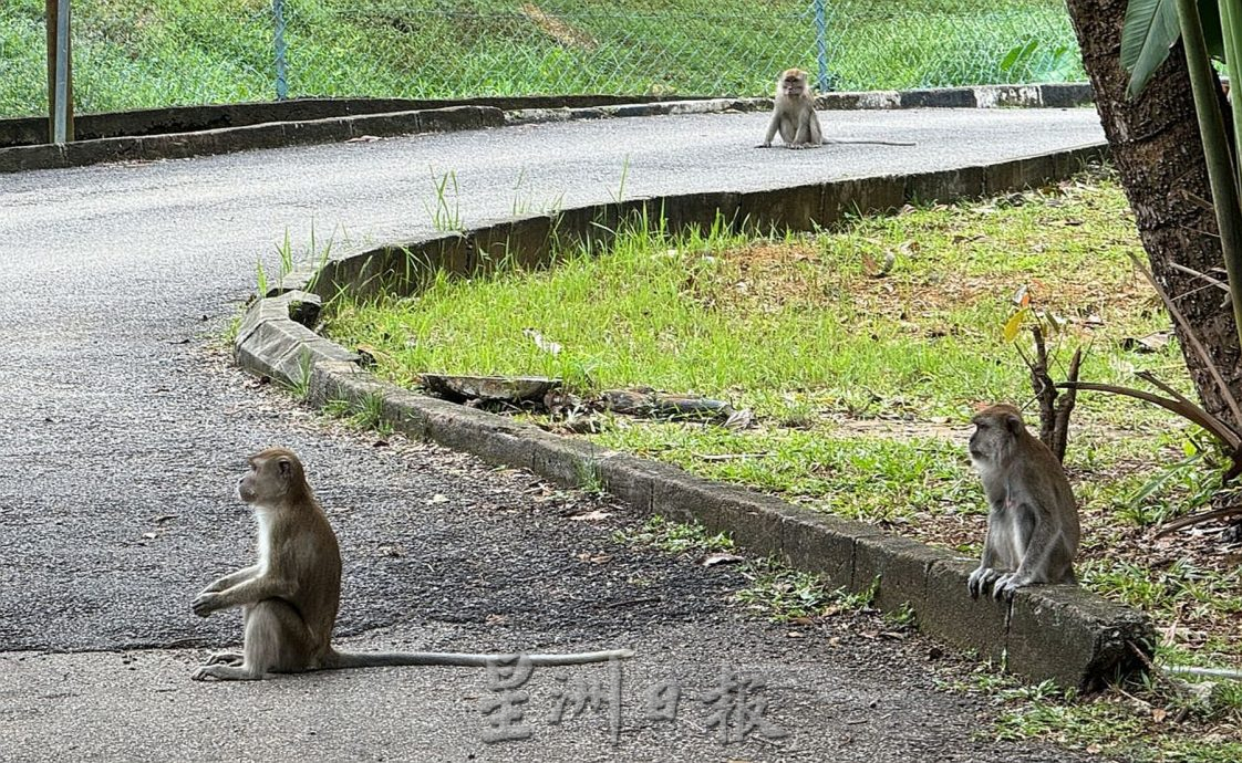 （古城封底主文）【带你去找爱】：植物公园猴子的爱