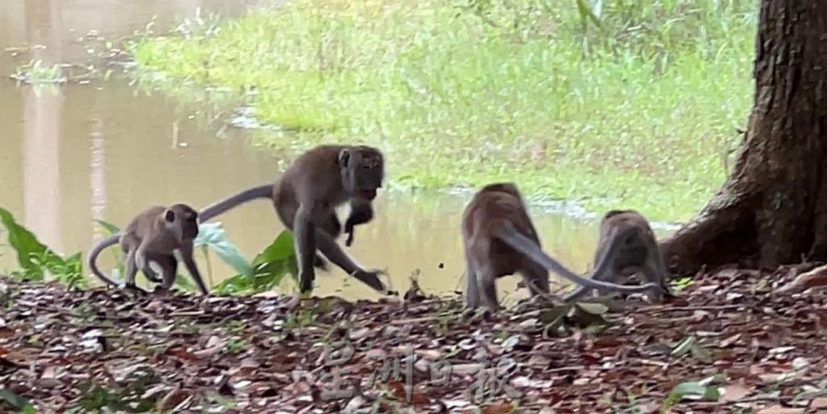 （古城封底主文）【带你去找爱】：植物公园猴子的爱