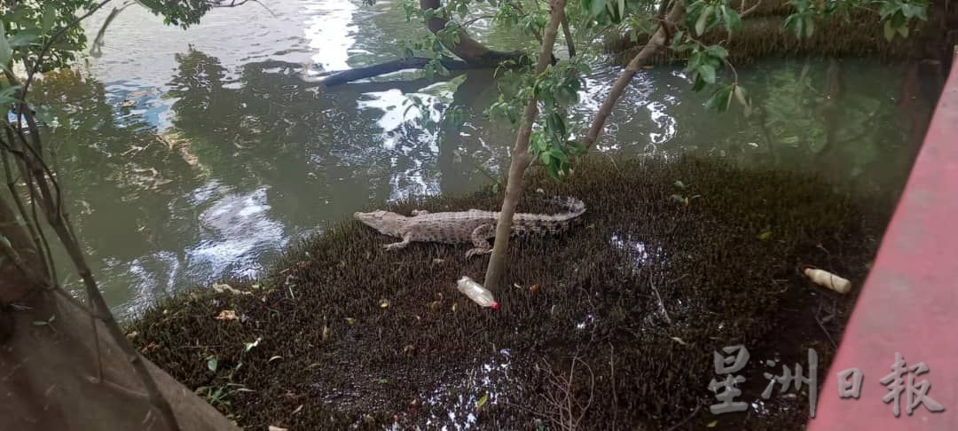 （古城第二版主文）武牙拉也班底沿河走道11月已开放 民众受促小心鳄鱼出没