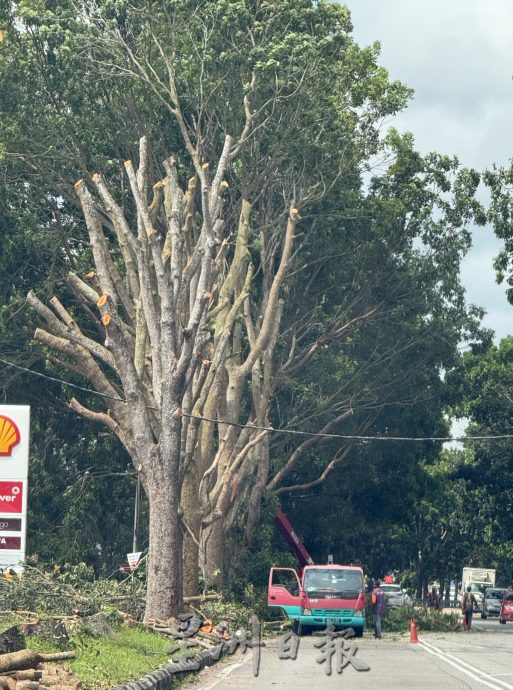 （古城第四版主文）多地砍修树木防范未然·民众小心驾驶