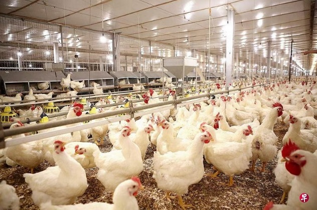 （已签发）全国：日本欧美等地暴发禽流感 狮城禁止进口家禽
