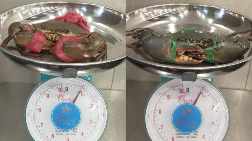 （已签发）柔：800克螃蟹煮后“缩水”剩350克 海鲜餐馆否认缺斤短两