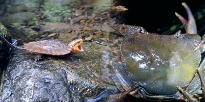 Rare turtle, crab found flourishing in Phetchabun wildlife sanctuary