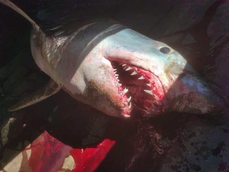 7尺鲨鱼满嘴血 冲上岸吓坏游客