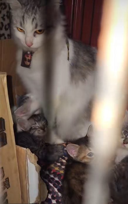 9只猫儿装在行李箱被弃