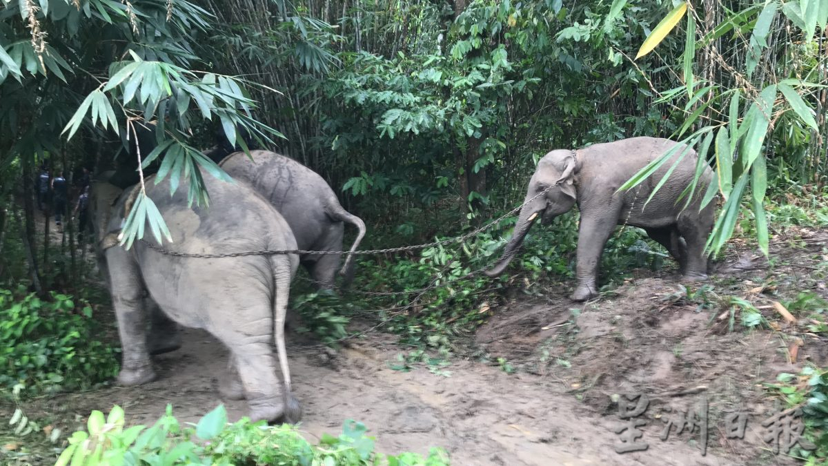 “一山不能藏二象”，疑野公象成年发情遭到象群排斥落单