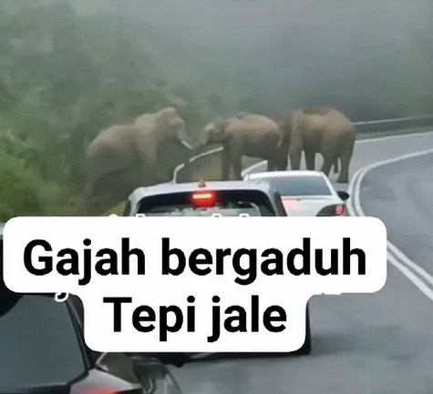 东：两象相斗，导致堵车！丹州日里通往话望生的公路上出现两头野象相斗，造成两边来往的车子无法前行。