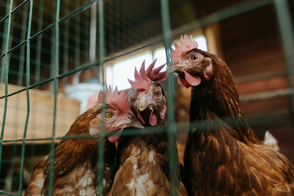    中国通报一例H3N2和H10N5混合禽流感死亡病例