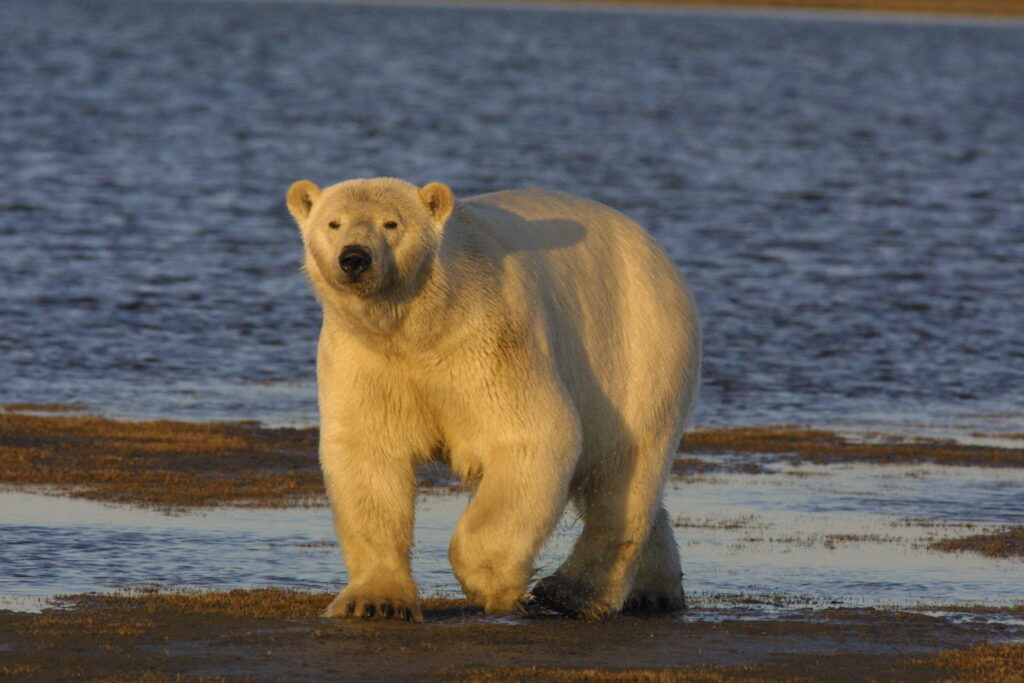 全球首例 阿拉斯加北极熊感染H5N1禽流感死亡
