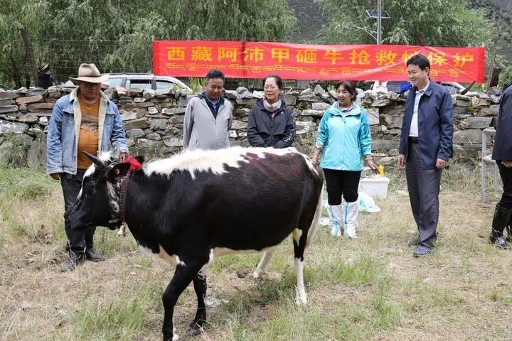 全球首例！中国成功复制“世界屋脊”濒危牛种