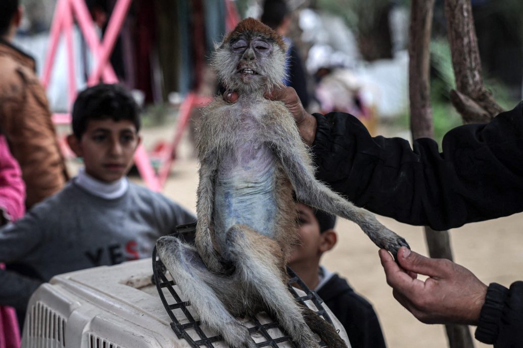 加沙战争动物也挨饿 猴子饿死狮子吃面包