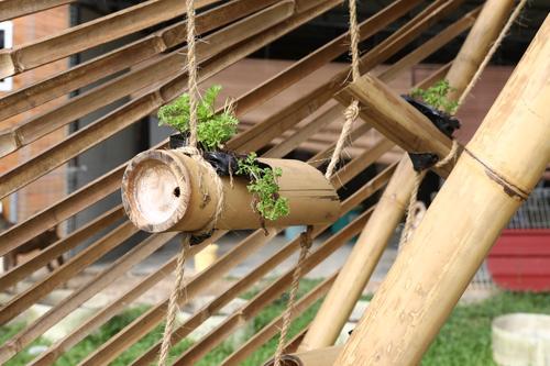 大都会/大专生在菜园打造my bamboo 