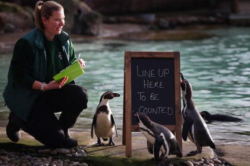 拚图未签)伦敦动物园「人口普查」　企鹅排队等盘点