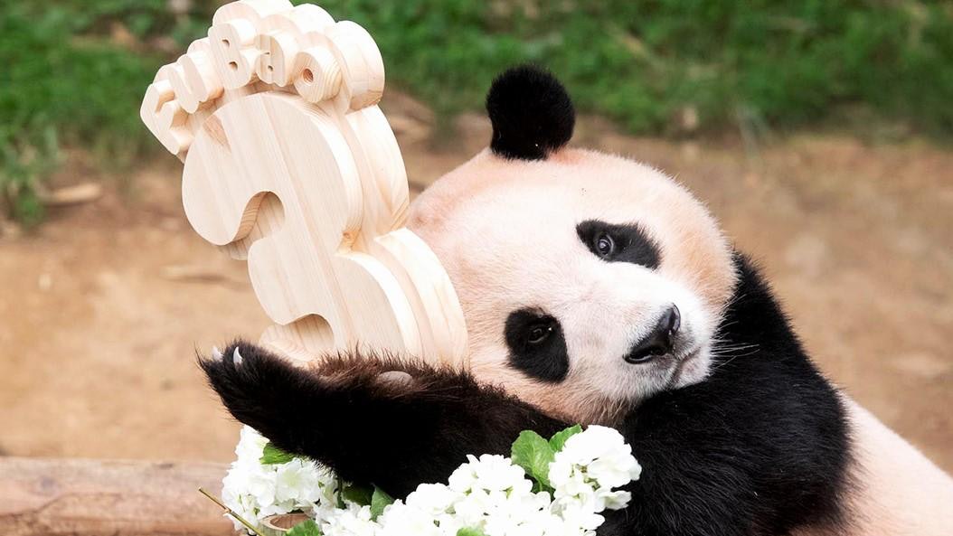 旅韩熊猫福宝4月初回国　公众见面踏入倒数