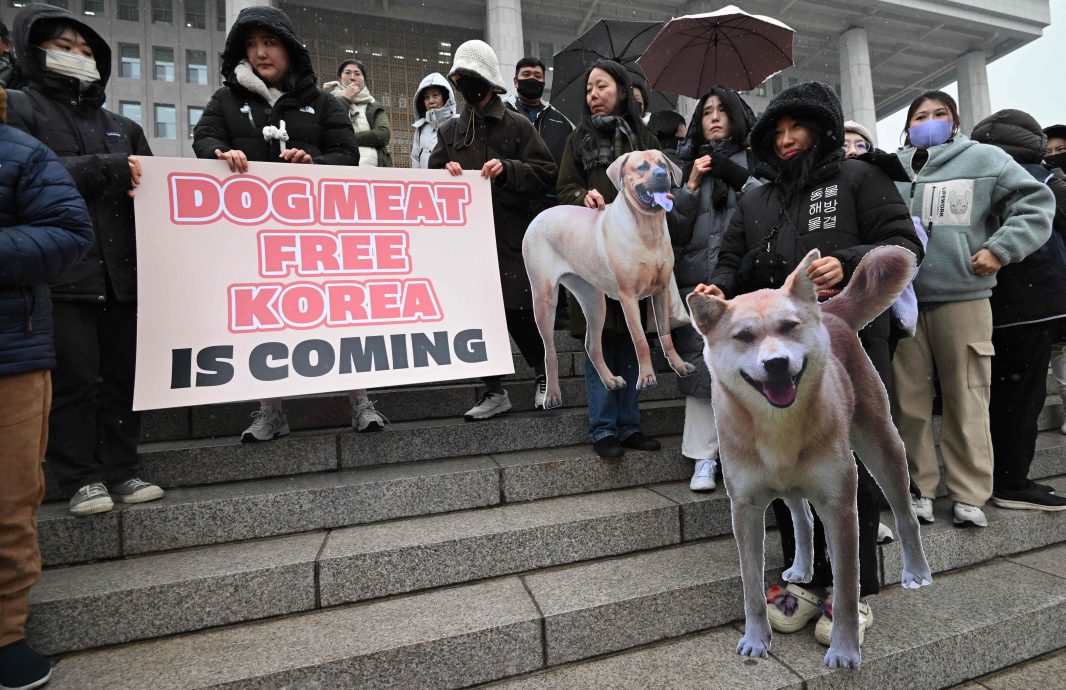 看世界)韩国通过法案禁止饲养宰杀销售狗 违者判监2至3年