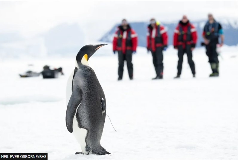 科学家在南极发现新种类帝企鹅的栖息地