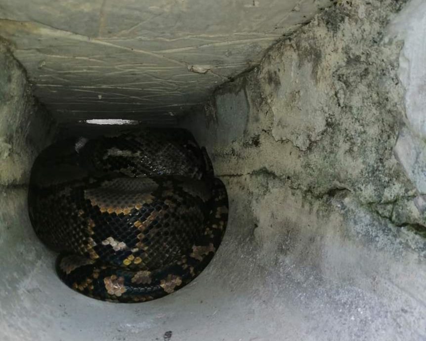 红土坎一学校 沟渠藏10呎大蟒蛇