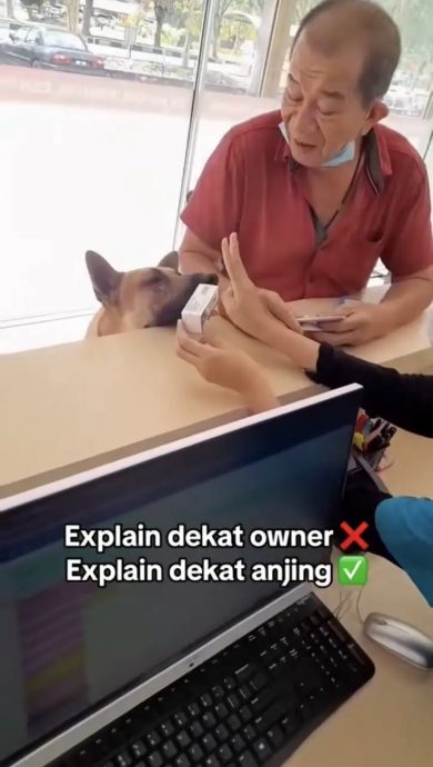 视频|兽医诊所护士交代狗狗用药 “动物跟人一样也会紧张”