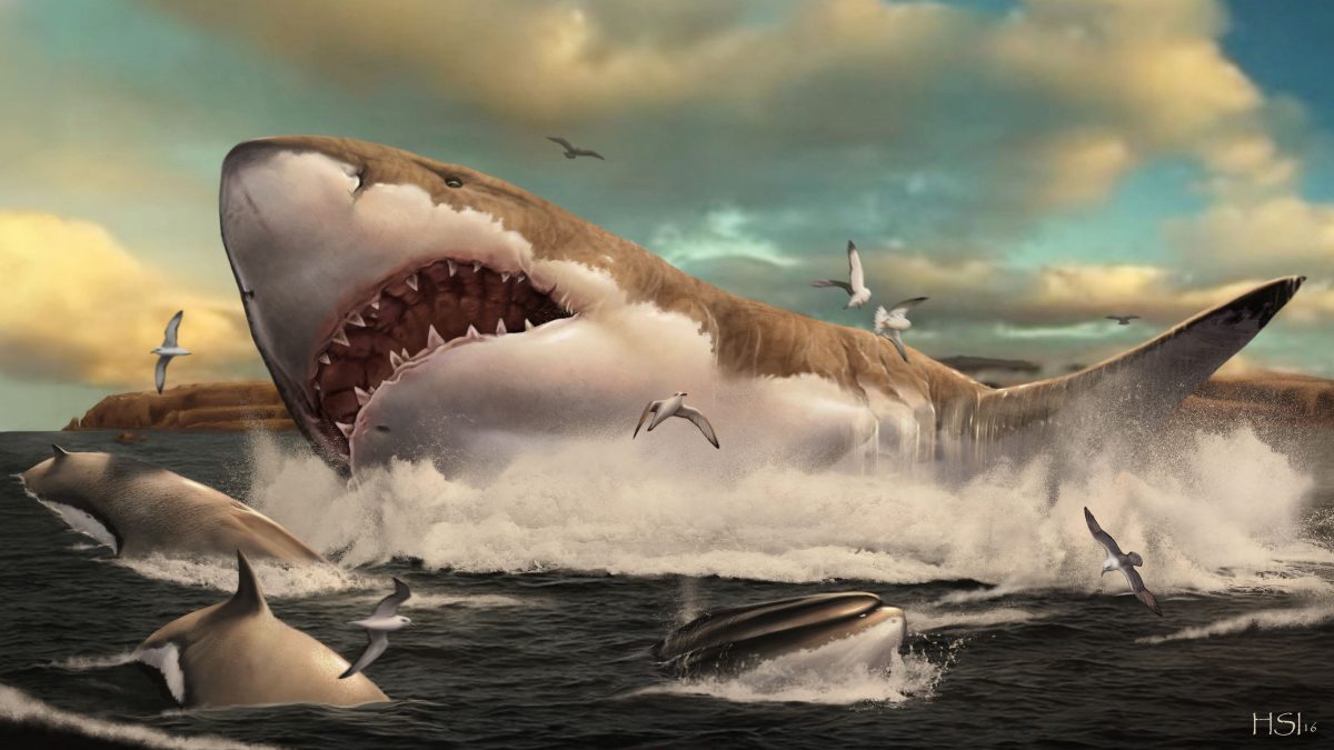 远古海洋生物巨齿鲨 科学家：它可能很苗条