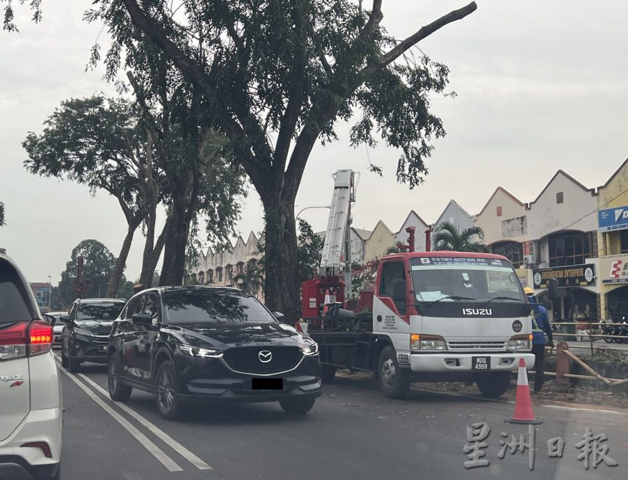 默迪卡花园大路 早上砍树塞到爆