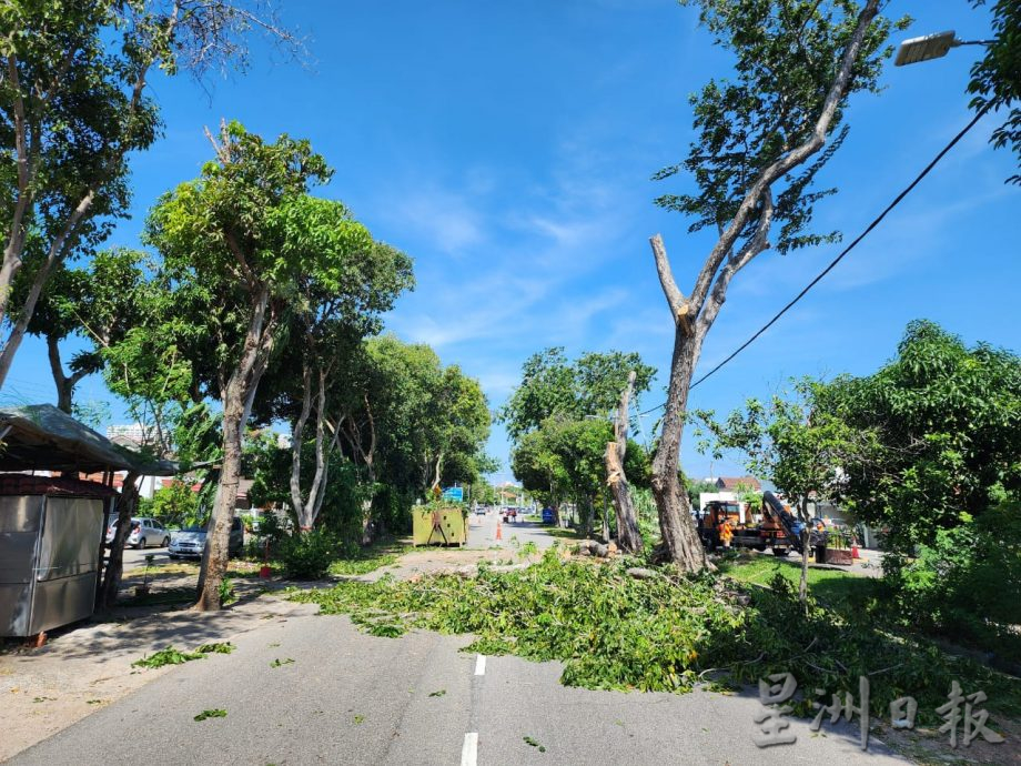 （古城封面副文）哥打拉沙马那主要道路修砍树木，市民受促配合勿靠近以免发生危险