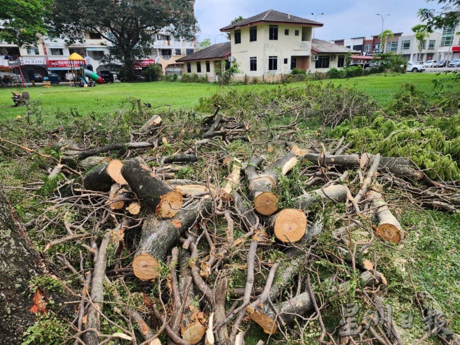 （古城第二版主文）哥打拉沙马那乌达玛公寓12棵树木耗时一星期砍伐，解决鸦患问题