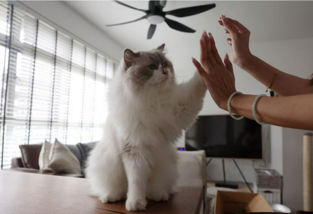（已签发）柔：狮城二三事：新加坡拟解禁组屋养猫   爱猫人士表示欢迎