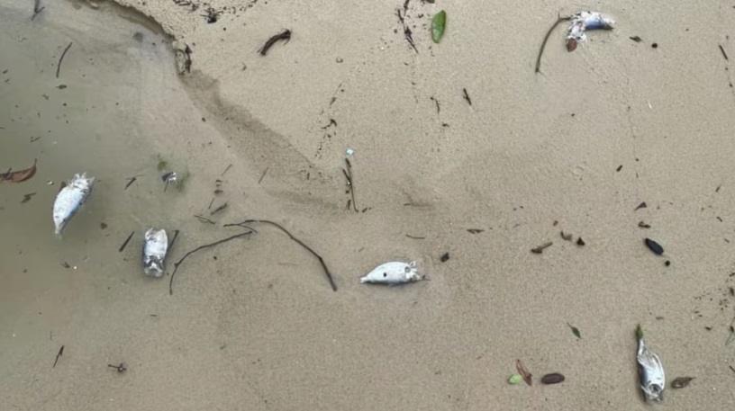 （已签发）柔：狮城二三事：狮城海滩不少死鱼被冲上岸 当局已展开调查