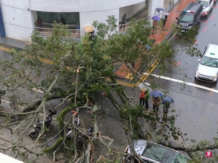 （已签发）柔：狮城二三事：长命雨后40年老树倒下 砸中两辆车