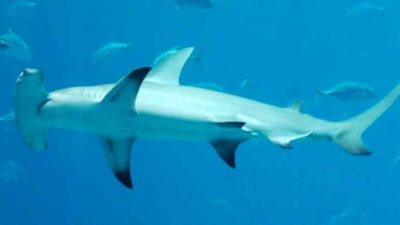 研究：2020至2022年 沙13万只鲨鳐鱼被捕杀