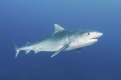 【保育不能等／01】鲨鱼正在濒危：不吃鱼翅，给鲨鱼一条活路