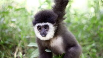 【保育不能等／02】长臂猿的哀歌：不要买幼崽当宠物，你会杀死它们！