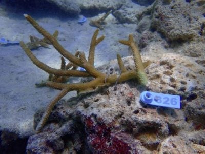 【保育不能等／03】珊瑚礁白化浩劫：寻找超级珊瑚，拯救海洋生物的孵育温床
