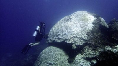 【保育不能等／03】珊瑚礁白化浩劫：寻找超级珊瑚，拯救海洋生物的孵育温床