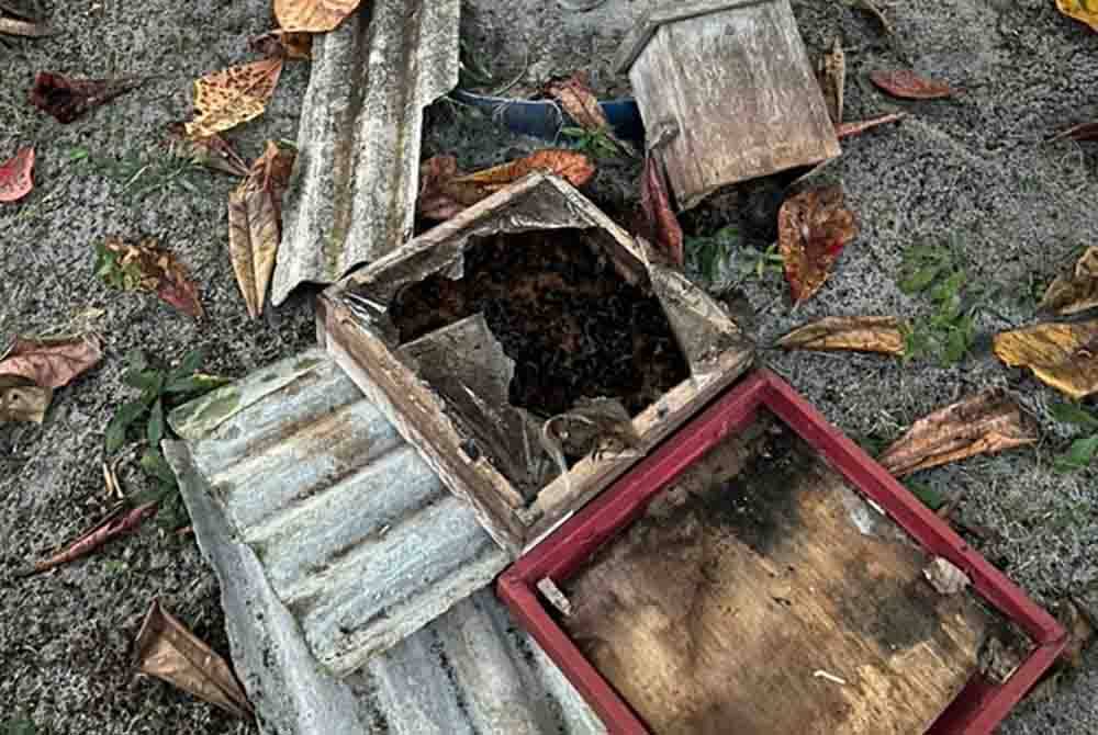 东：登嘉楼马来西亚大学位于甘榜彭加兰格兰的养殖银蜂计划遭一头马来熊破坏，22个银蜂窝被摧毁，造成大约3万令吉的损失。