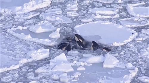 北海道被困浮冰杀人鲸疑已脱险 一度争相探头呼吸空气