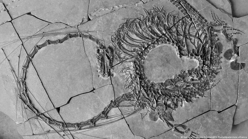 好像东方龙！ 2.4亿年前三叠纪“东方恐头龙”化石全貌曝光