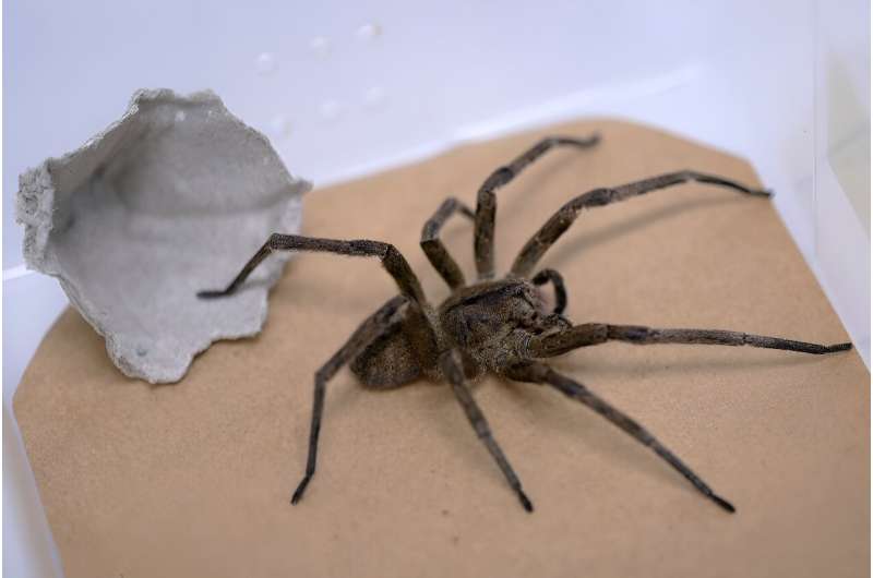 巴西研究人员成功合成蜘蛛毒液中的抗癌物质