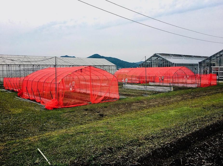 日本研究：红色防虫网较有效　能防止害虫咬农作物