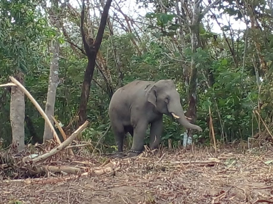 柔：3区野生动物局合擒  2大象送往彭森林公园