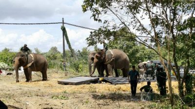 3区野生动物局合擒  2大象送往彭森林公园