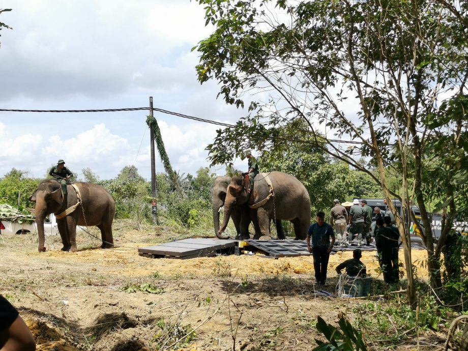 柔：3区野生动物局合擒  2大象送往彭森林公园