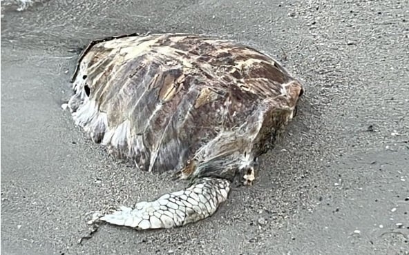 海滩发现濒危绿海龟尸 无头无鳍引当局担忧
