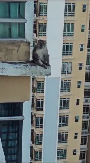 独家视频 | 爬16楼闯屋觅食 沙登岭花园“猴”患无穷！