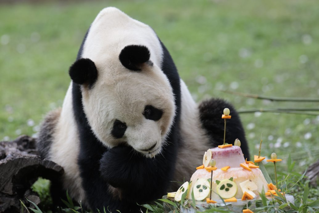 看世界/5大熊猫归还中国 马德里动物园办欢送礼